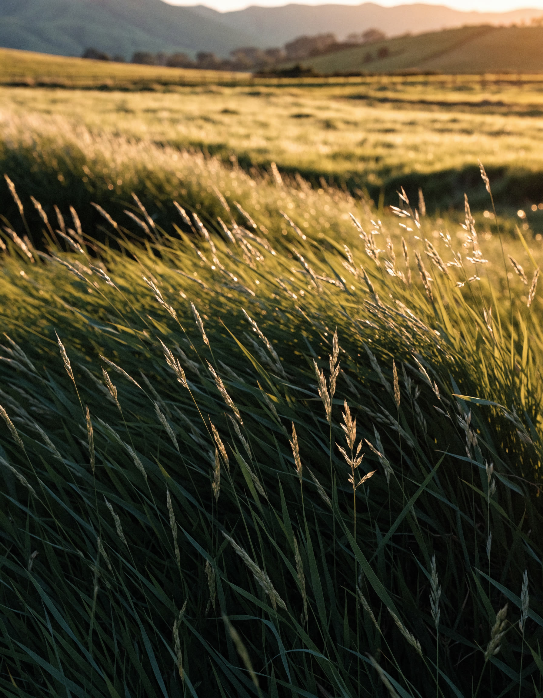 Pasture on a New Zealand farm